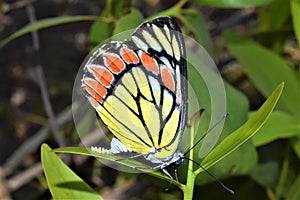 Common Jezebel Butterfly Femal Delias Eucharis