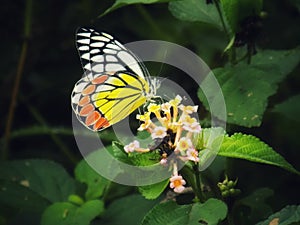 common Jezebel butterfly