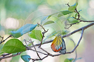 Common Jezebel is butterfly with yellow and red wings photo