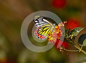 The Common Jezebel (Delias eucharis)