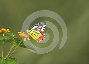 The Common Jezebel (Delias eucharis)