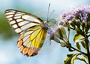 Common Jezebel or Delias eucharis butterfly on Blue Billygoat weed flower. photo