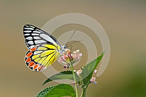Common Jezebel Delias eucharis butterfly.
