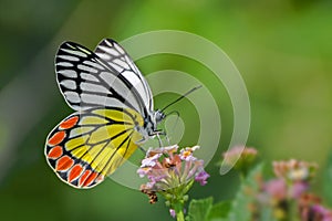 Common Jezebel Delias eucharis butterfly.