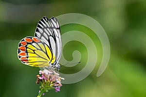 Common Jezebel Delias eucharis butterfly.