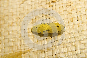 Common Jezebel, Delias eucharis, Pieridae. Kolhapur, Maharashtra