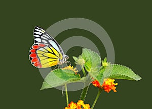 The Common Jezebel (Delias eucharis) photo