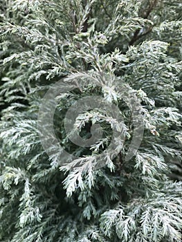 Chamaecyparis, Pisifera (White Ice)  with dew. Vertical photo image. photo