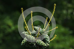 Common juniper Juniperus communis