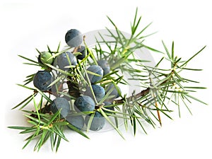 Common Juniper (Juniperus communis)