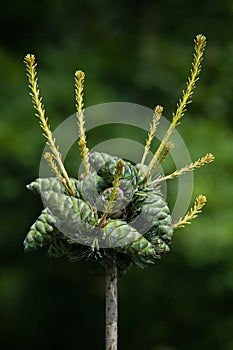 Common juniper (Juniperus communis).