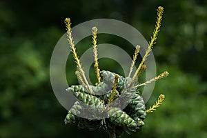 Common juniper (Juniperus communis).