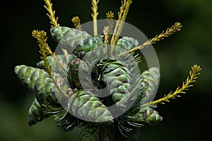 Common juniper (Juniperus communis).