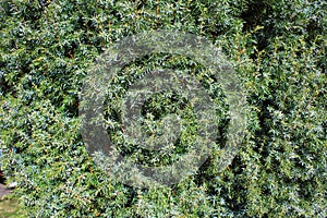 Common juniper Juniperus communis background texture