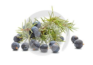 Common Juniper (Juniperus communis) fruits