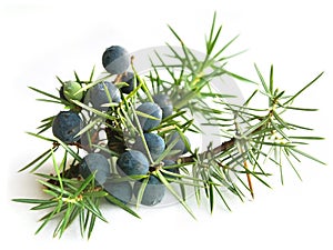 Common Juniper (Juniperus communis) photo