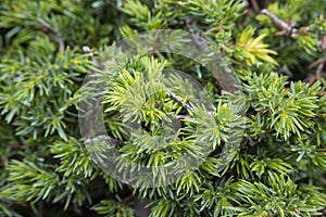 Common Juniper, Juniperus communis subsp. alpina photo