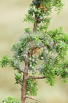 Common juniper, Juniperus communis twig with berries