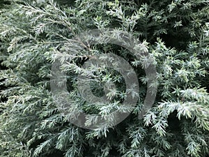 Chamaecyparis, Pisifera (White Ice)  with morning dew. photo