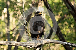 Common juvenile black hawk sitting on a tree branch in the forest, Cuba