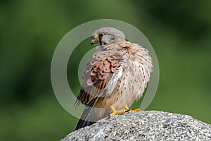 Common Kestral Profile Picture