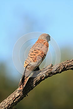 Common kestrel