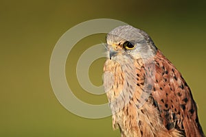 Common kestrel