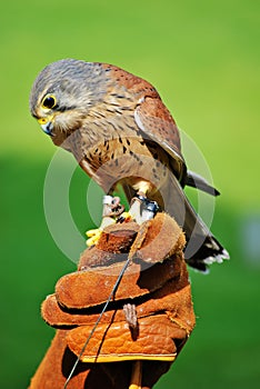 Common Kestrel
