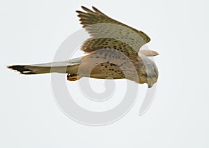Common Kestrel