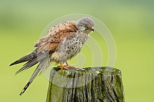 Common kestrel