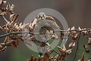 Common kestrel