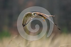 Common kestrel