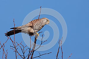 Common kestrel