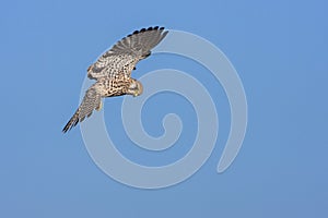 Common kestrel