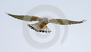 Common Kestrel