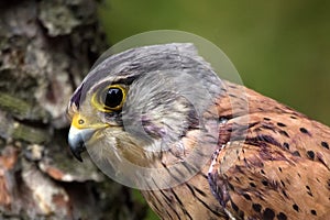 Common kestrel, adult male, after fight