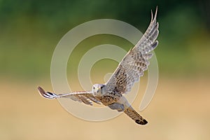 Common kestrel bird flying on the background of trees