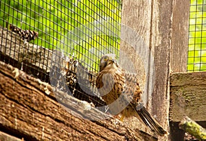 The common kestrel is a bird of prey species belonging to the kestrel group of the falcon family Falconidae, Falco tinnunculus