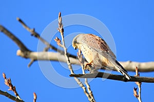 Common kestrel in the branch