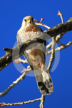 Common kestrel in the branch