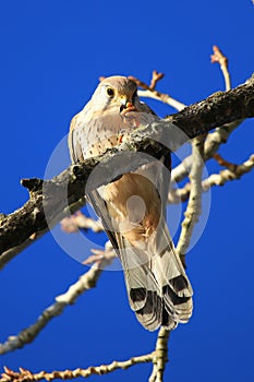 Common kestrel in the branch