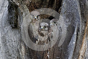 A common kestrel chicks in their nesting hole