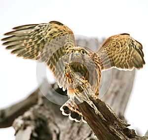A common kestrel close up