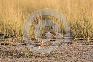 Common kestrel or eurasian kestrel or falco tinnunculus ground perched at tal chhapar sanctuary
