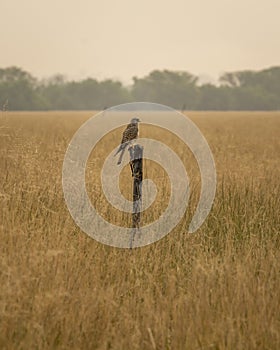 Common kestrel or european kestrel or Falco tinnunculus, Blackbuck National Park Velavadar gujrat india
