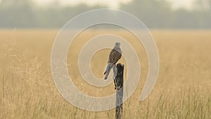 Common kestrel or european kestrel or Falco tinnunculus perched on branch during winter migration at tal chhapar blackbuck