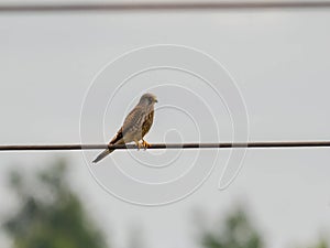 Common kestrel exposed against the sky