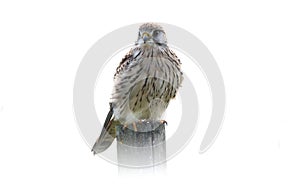 Common kestrel Falco tinnunculu in Donana Spain. Bird of prey watching while hunting in a natural position.