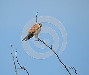 The common kestrel Falco tinnunculus