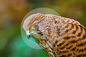 Common Kestrel Falco Tinnunculus